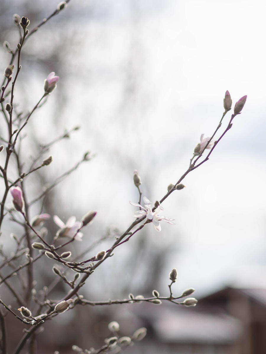 a branch with small white flowers in the foreground